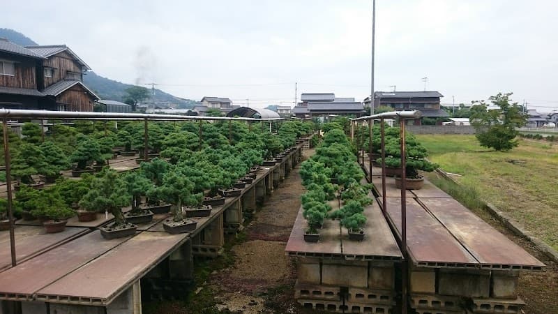 Kinashi Bonsai Village