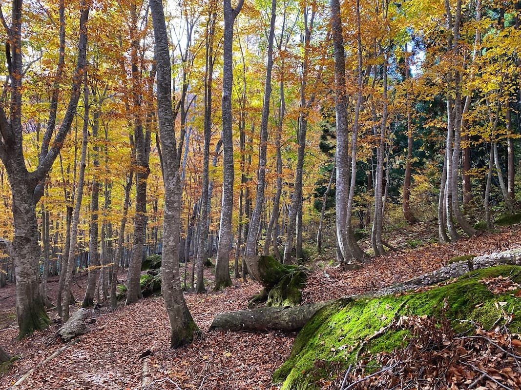 Dakedai Education Forest