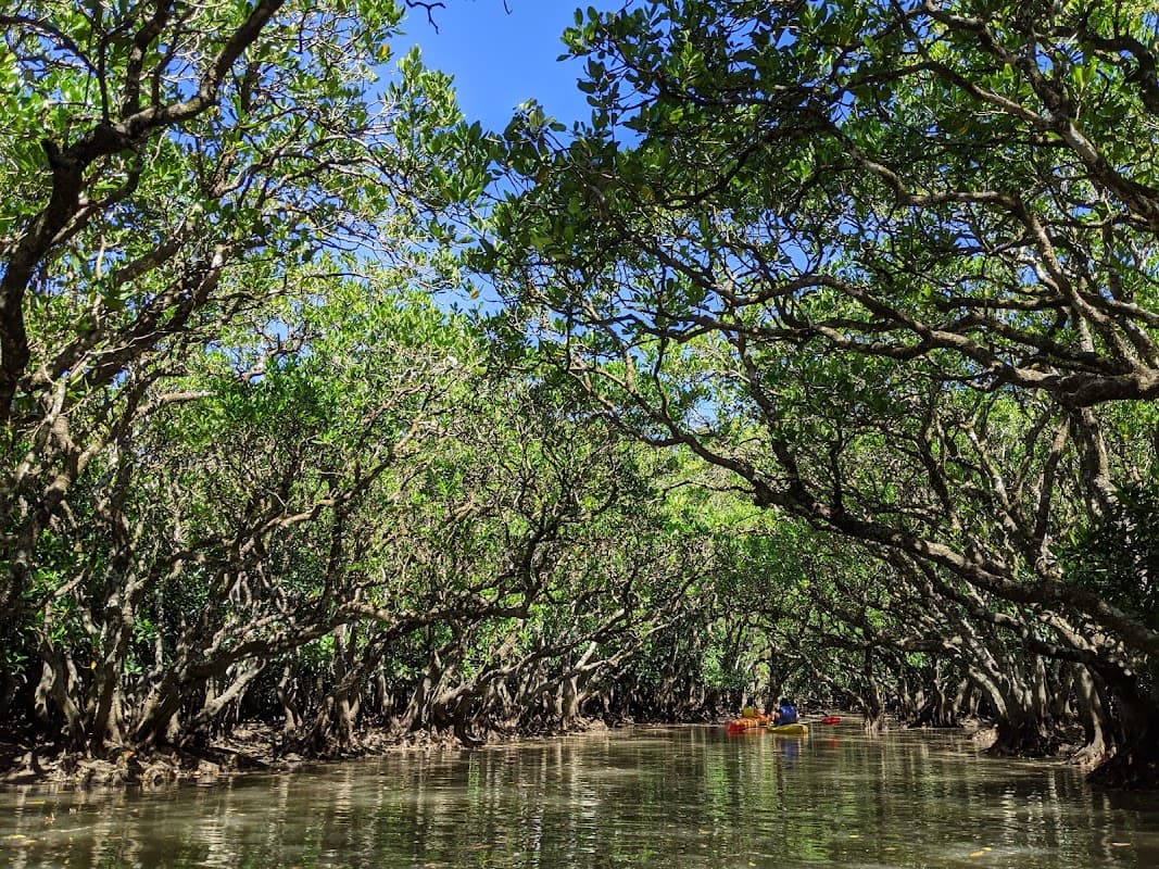 Kurio River Mangroves