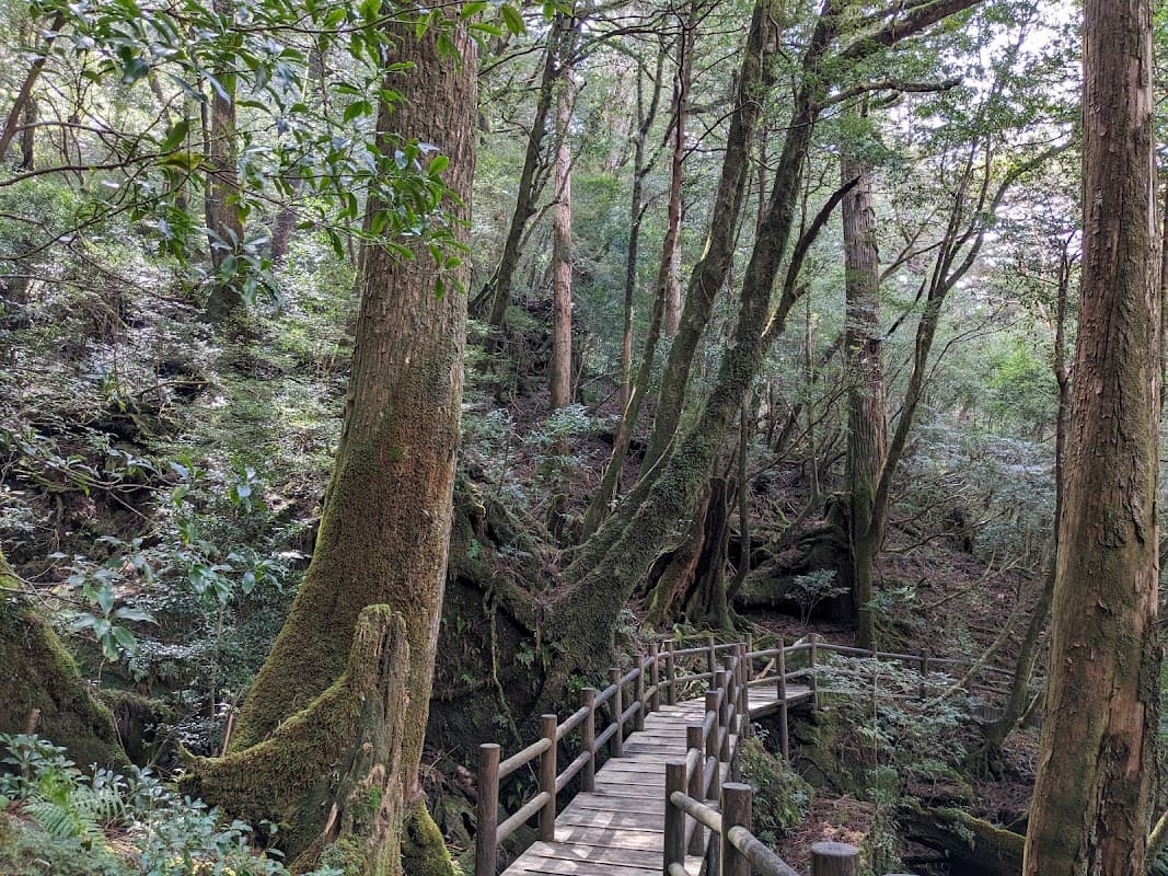 Amami Broadleaf Forest
