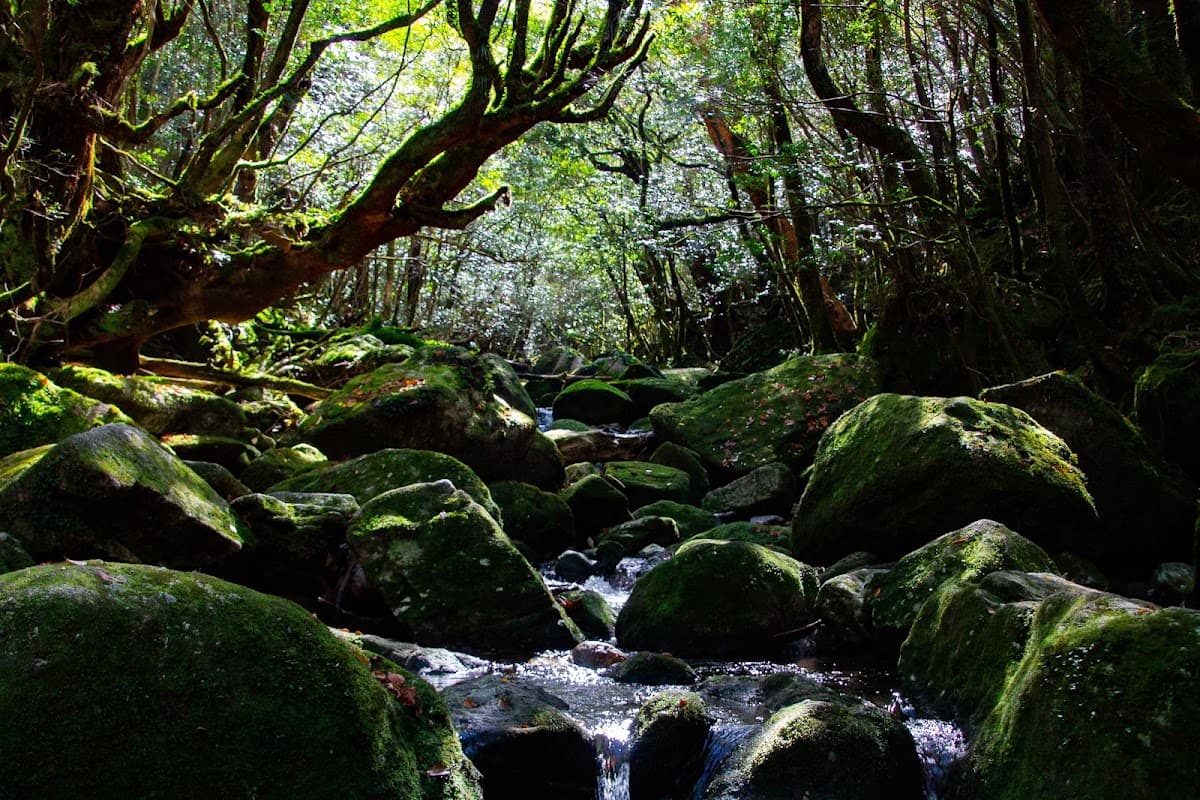 Yakushima Botanical Research Park