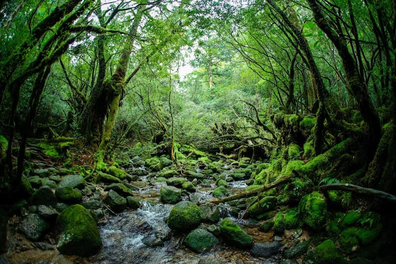 Yakushima