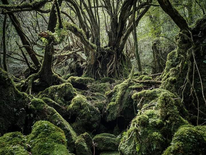 Yakushima Island